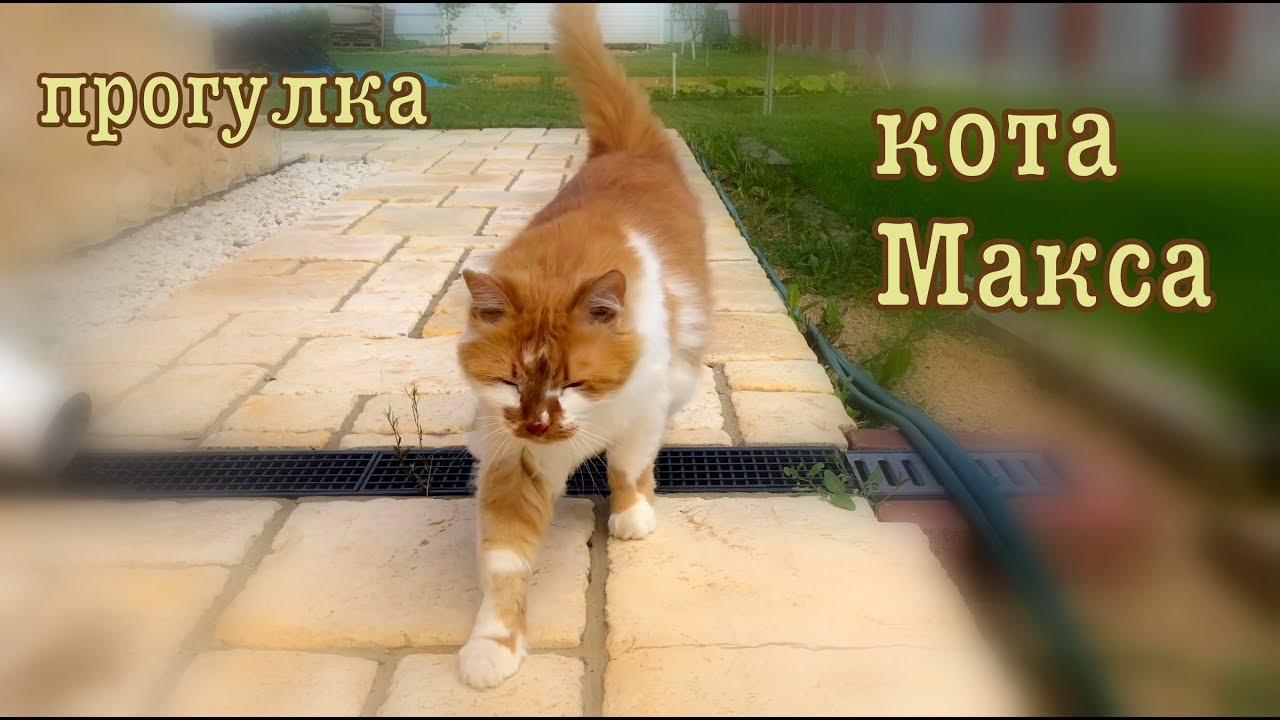 Фото Кота Макса