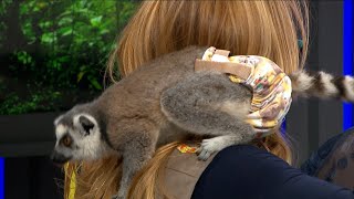 Meet Eclipse the Lemur with Silly Safaris! - 4/26/24 by FOX59 News 239 views 2 days ago 5 minutes, 13 seconds