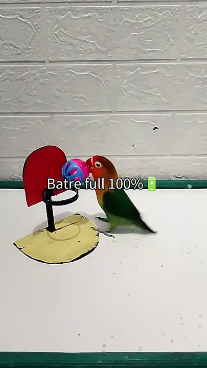 smart bird | Lovebird Fischeri #bird #Lovebird #parrot #funnybird #shorts