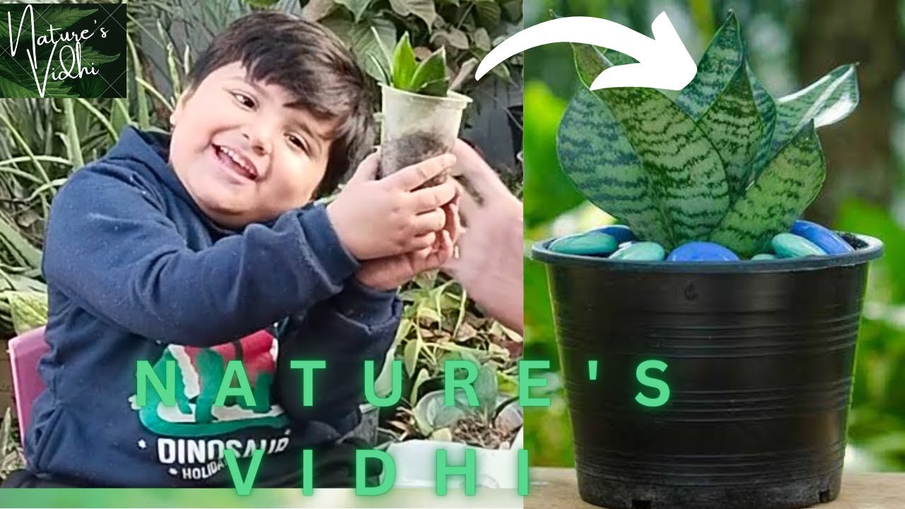 How To Grow Snake Plant Be Natural Be Nature s Vidhi YouTube how-to-grow-snake-plant-be-natural-be-nature-s-vidhi-youtube