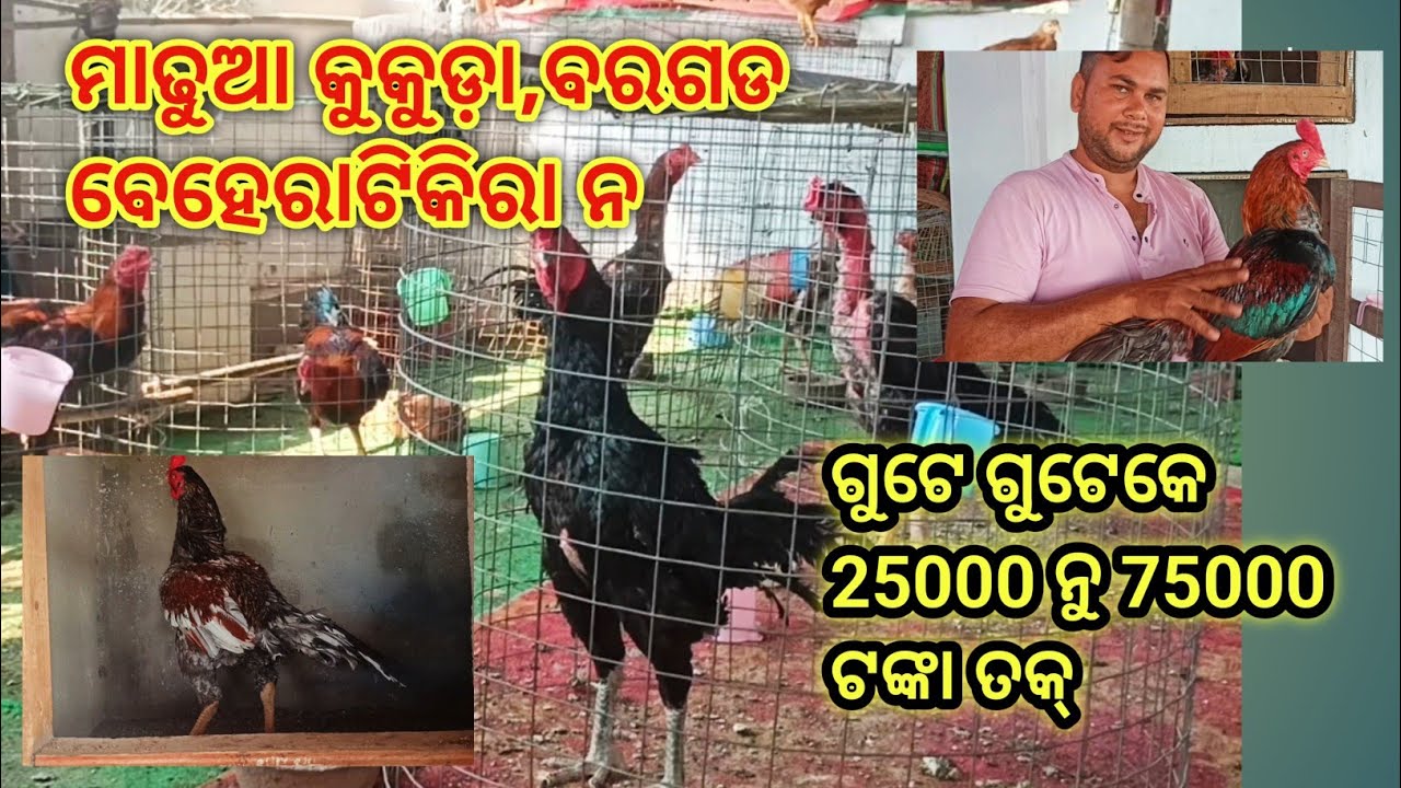 ରିଙ୍କୁ ଭାଇର ବହୁତ୍ ପ୍ରକାର ଫାଇଟର କୁକୁଡ଼ା ରଖଵାର ସୈକ ବରଗଡ ବେହେରାଟିକ୍ରା ନ