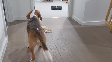 Review #RoboRock S6 MaxV - beagle puppy reacting to robot vacuum machine! 🥴🙄😟😲