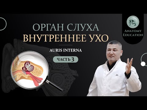 видео: Орган слуха. ВНУТРЕННЕЕ УХО / AURIS INTERNA