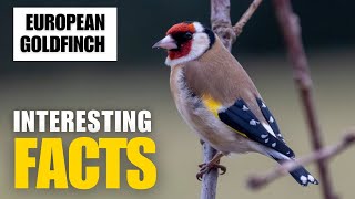 Uncovering the Amazing Facts About the  European Goldfinch | Interesting Facts | The Beast World