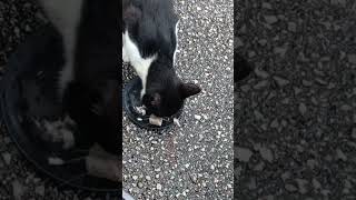 さくら猫にご飯をあげてる feeding cute stray cats in Kochi, japan #猫 #地域猫 #ねこ動画 #かわいい猫 #まどいねこ　#さくら猫　#保護猫 #日本