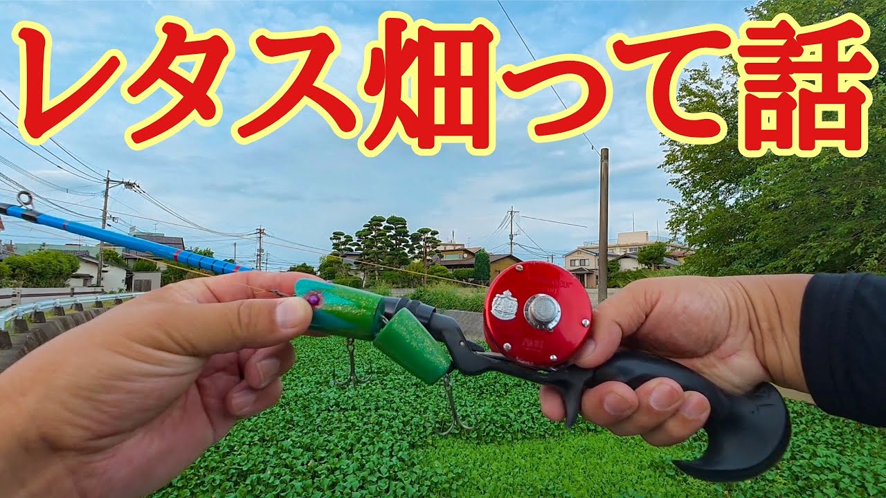 レタス畑って話【River fishing in Japan】