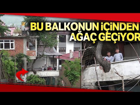 Babasının Diktiği Armut Ağacını Kesmeye Kıyamadı, Balkonun İçerisinden Geçirdi