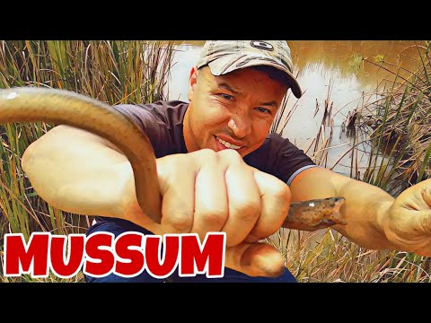 PESCARIA DE MUSSUM ou PIRAMBÓIA o peixe cobra - Pescaria