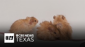 Dallas lab pushes boundaries of science to bring back extinct species