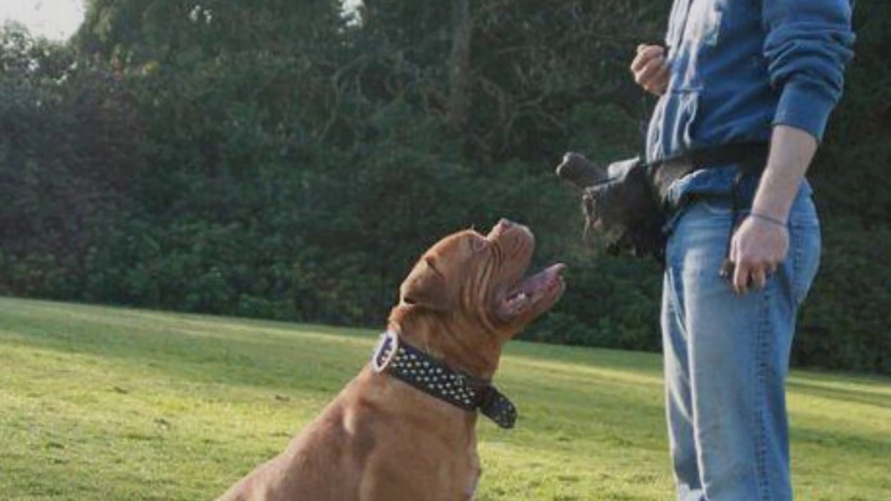 Glasgow Dog Trainer John McGuigan 07790 608841 YouTube