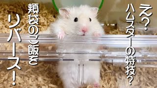 ハムスターの秘技をお見せします！hamster #Shorts