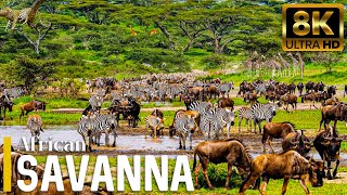 4K African Animals: Bwabwata National Park, Namibia, Relaxation Film With Real Sounds