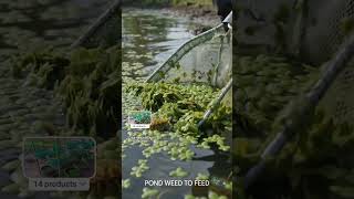 Why Farmers Grow This Tiny Floating Plant🤨