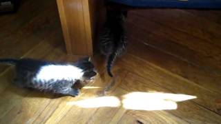 MVI_0154.AVI