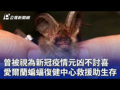 曾被視為新冠疫情元凶不討喜 愛爾蘭蝙蝠復健中心救援助生存｜20260924 8點新世界