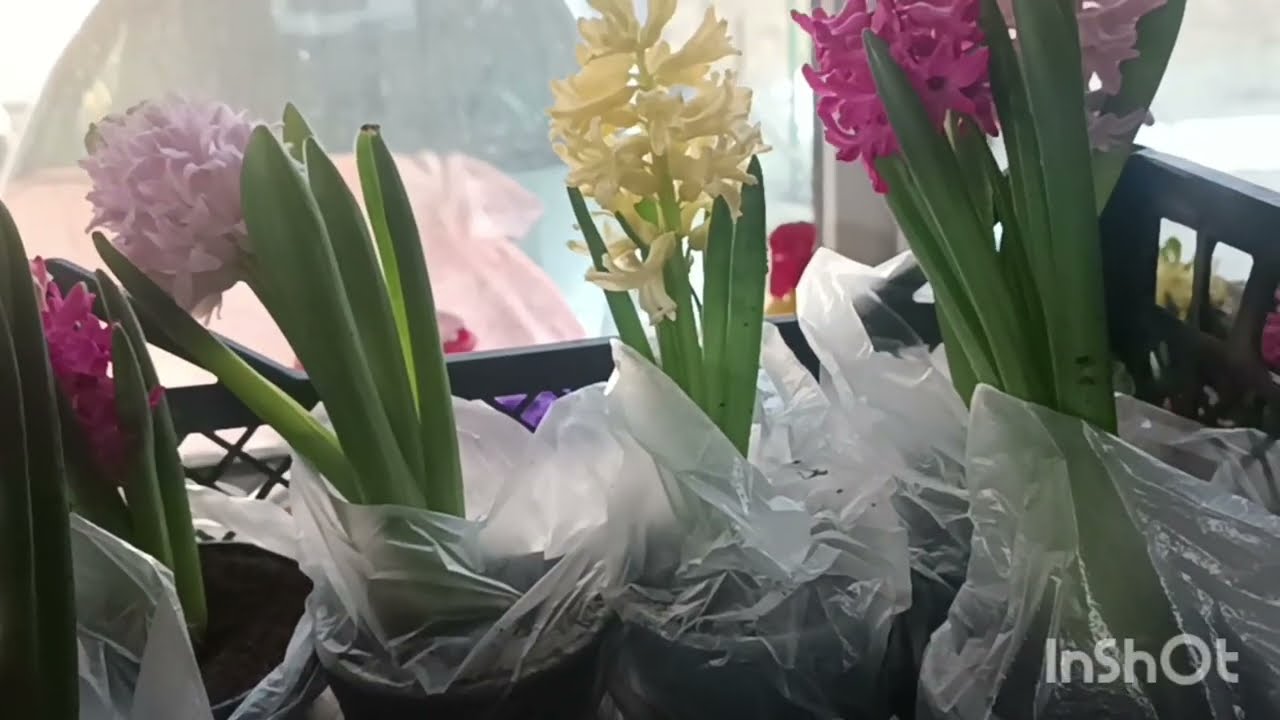 Сад півдня Ялівці в садуРізні топіарні форми з ялівцю