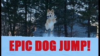 Epic Dog Jump Through Snow!