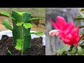 Cách trồng xương rồng giáng sinh | How to transplant the Christmas cactus