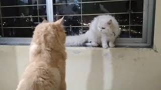 Persian cats meet first time