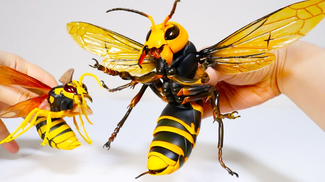 World S Biggest Giant Hornet Is In Trouble Youtube