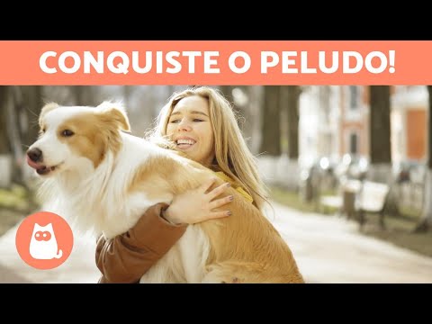 Vídeo: 5 maneiras de construir confiança em cães tímidos