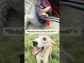 The dog’s teeth are being cleaned.#youtubeshorts #shorts #DogDentalCare #PetHygiene #HealthyDog #fyp