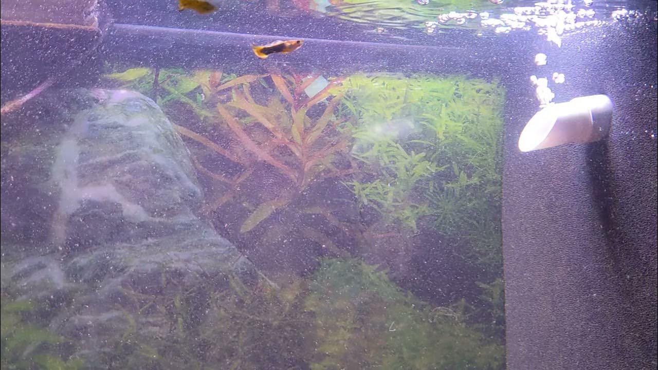 Matten filter, new install (overpowered?) in 20 gal tank (intended for