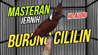 Masteran Burung Cililin Suara Jernih | Suara Burung Cililin Masteran