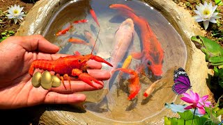 Catch ornamental fish, goldfish, comet fish, molly fish, betta fish