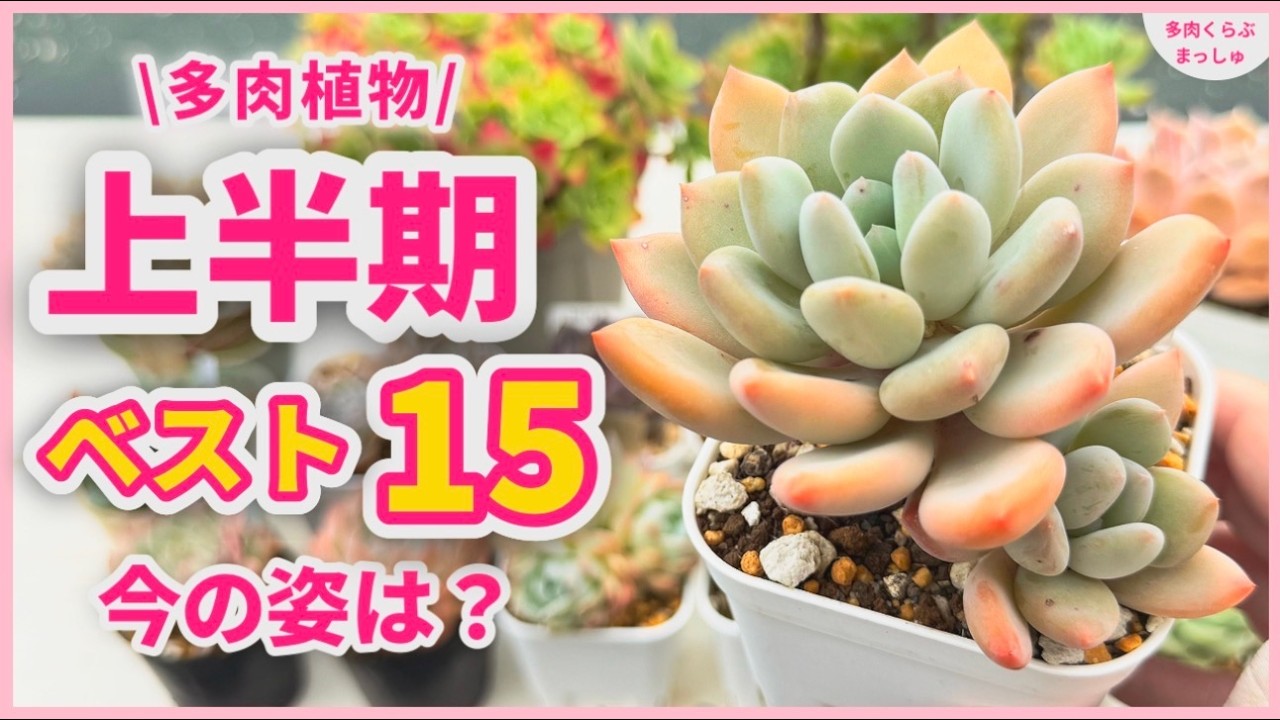 Succulents] My 15 Best Succulents of the Month! Comparing Then and