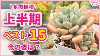 Succulents] My 15 Best Succulents of the Month! Comparing Then and