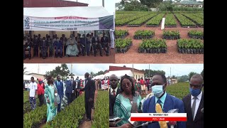 EST : PAUL BIYA OFFRE 300 000 PLANTS D'ANACARDIERS