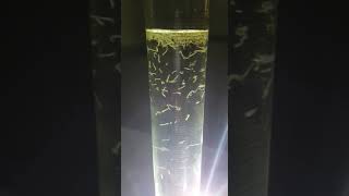 Negative Phototaxis of Mosquito Larvae - AedesX Smart Gravitrap