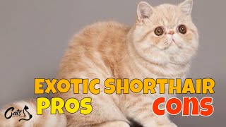 Pros and Cons: Exotic Shorthair Cats
