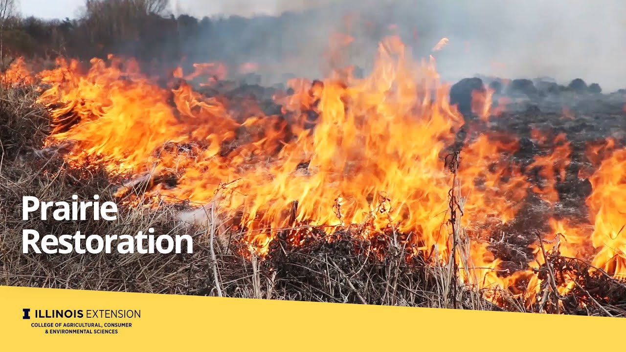 Prairie Fire and Restoration YouTube