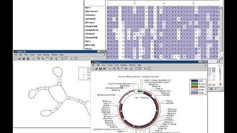 Bioinformatics part 6 BLAST algorithm