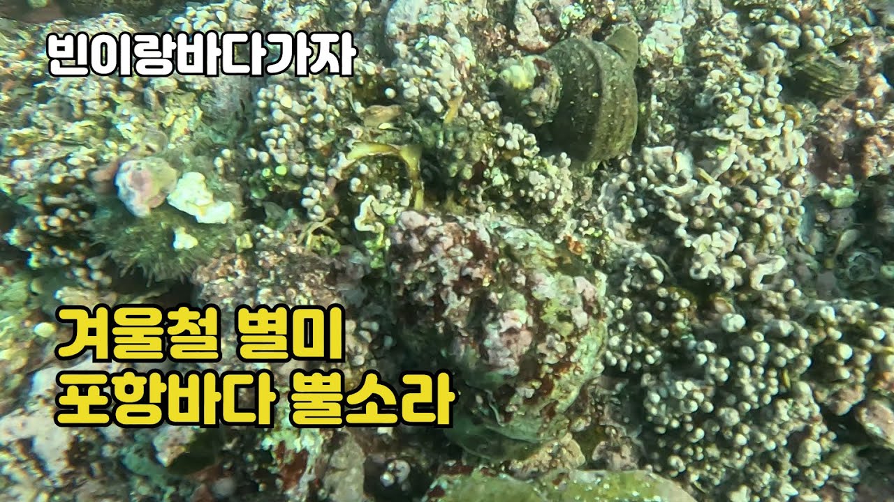 동해바다 / 겨울 한파에도 포항바다에서 뿔소라 해루질