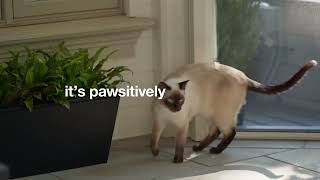 Phantom Screens with Mesh Lock: Your pet's escape route just got blocked