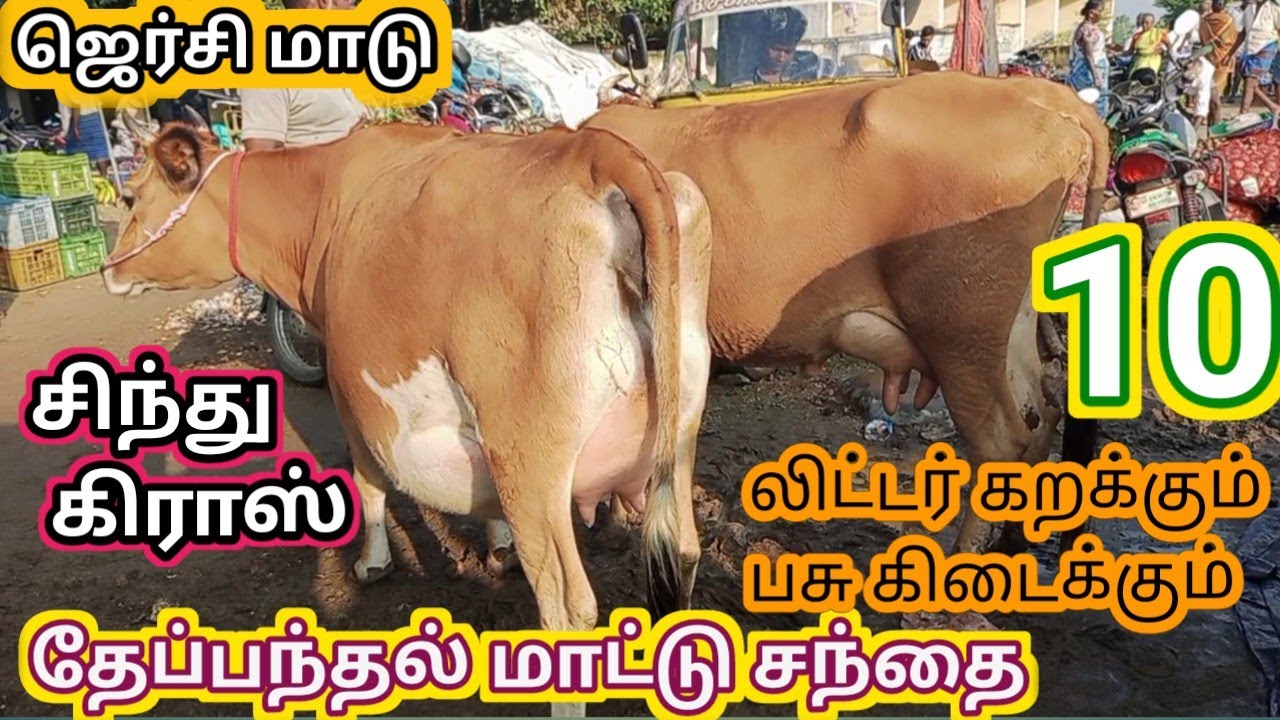 தேப்பனந்தல் மாட்டு சந்தை, நாட்டு மாடு, சீமை மாடு, சிந்து மாடு|theppananthal mattu santhai, jersey