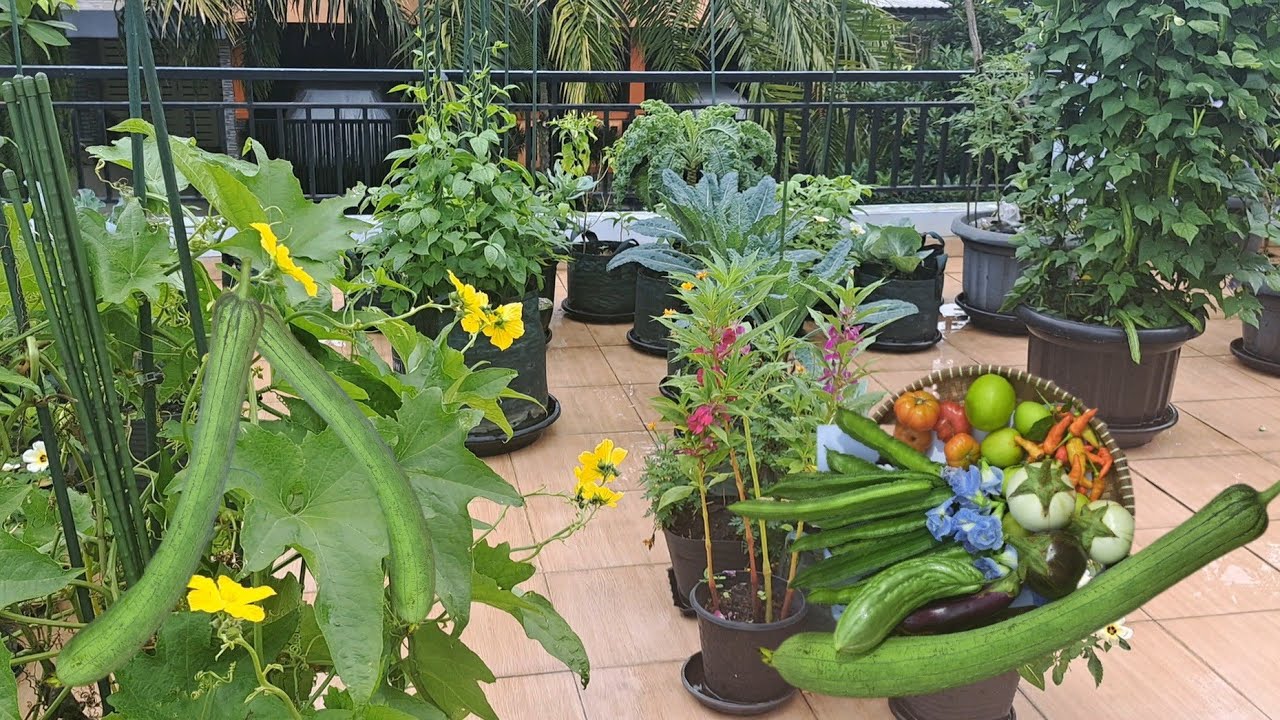 Panen lagi sayuran segar, tanaman ini cocok ditanam di musim hujan, aktivitas berkebun di halaman 