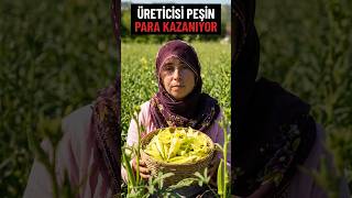 Amasya's 'Yellow Gold' Okra Finds Buyers Day and Night: 1,400 TL per Kilo!