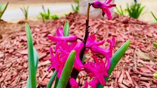 iPhone 12 Pro 4K Cinematic video | Outstanding Spring Purple & Pink Flower Video