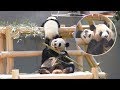 【それ階段じゃないよ！ママだよｗ💦】🐼ママで遊ぶ自由な彩浜🌈💕【親子パンダ】Giant Panda -Rauhin&Saihin-☆It's not stairs💦