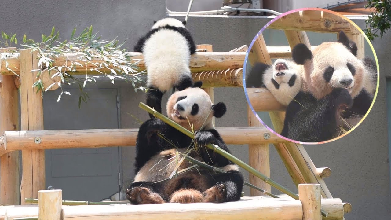 【それ階段じゃないよ！ママだよｗ💦】🐼ママで遊ぶ自由な彩浜🌈💕【親子パンダ】Giant Panda -Rauhin&Saihin-☆It's not stairs💦