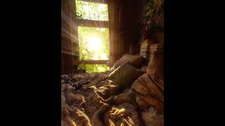 #murmarischa #eastheticvideo #livewallpaper #artvideo #mood #butterfl screenshot 1