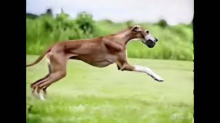 vidu video 3242696837328156