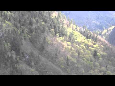 ფენიქსი ლალე