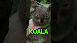 Did you know Koala Bears Commit Crimes