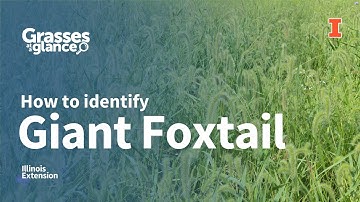 How to Identify Giant Foxtail - Grasses at a Glance