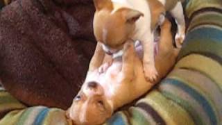 Teacup chihuahua Puppies for sale